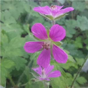 Geranium Yoshinoi